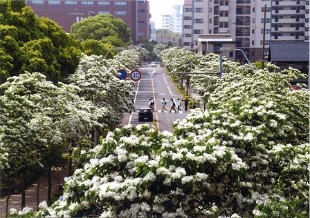 名古屋国際会議場付近の歩道橋から見たナンジャモンジャ並木の写真