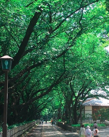 金シャチ横丁とお堀の間の緑のトンネルの写真