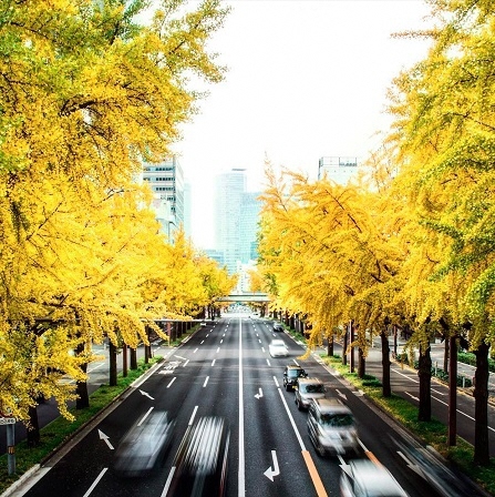 桜通のイチョウ並木の写真