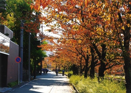 山崎川・秋の桜並木の写真