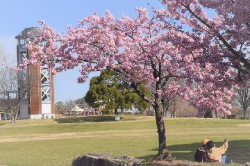 戸田川緑地公園南地区芝生広場の河津桜の写真