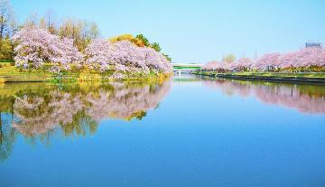 荒子川フェニックスアイランドから見た桜の写真