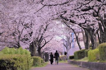 荒子川公園の桜並木の写真