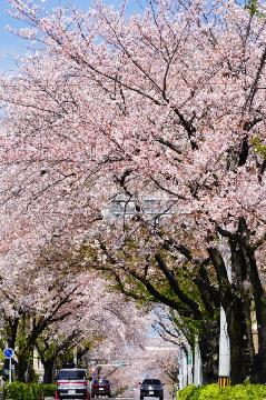 植田の桜並木の写真