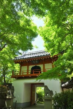 桃厳寺参道の青もみじの写真