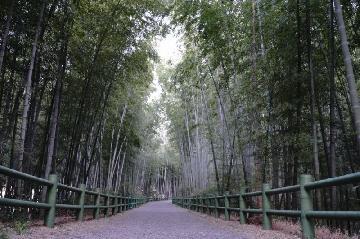 牧野ケ池緑地の竹林の写真