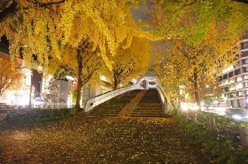 矢場ブリッジと銀杏の写真