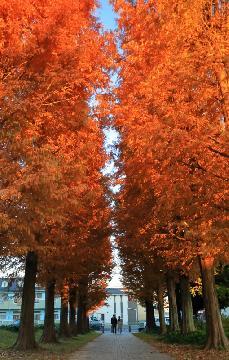 稲葉地公園のメタセコイヤ並木の写真