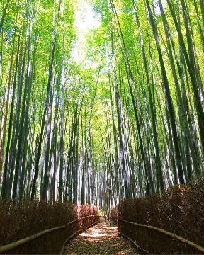 細根山「オアシスの森」の竹林散策路の写真