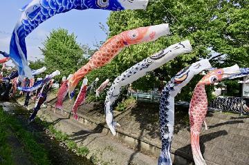 山崎川の空に泳ぐ鯉のぼりの写真