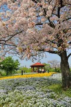 春の戸田川緑地「花の丘」の写真