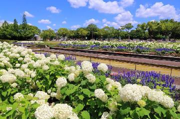 初夏の荒子川公園サンクガーデンの写真
