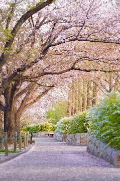 「早朝の荒子川公園」の写真