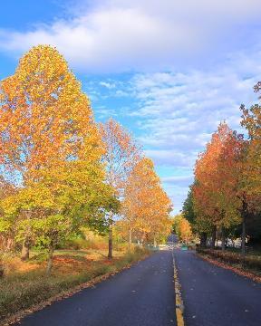 大高緑地の紅葉の写真
