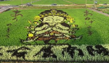 茶屋新田の田んぼアートの写真