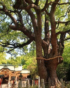 鳴海八幡宮の大クスの写真