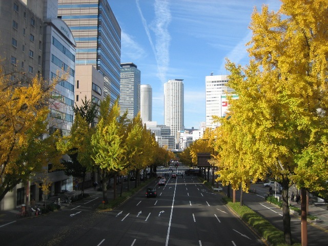桜通のイチョウ並木の写真