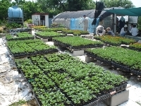 写真:新海池(にいのみいけ)公園北の「こもれび広場」で植物の苗を育てている様子