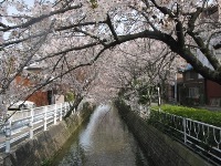 写真:庄内用水に満開の桜が写っている様子