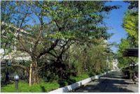 写真:住友電気工業の塀の撤去と緑化