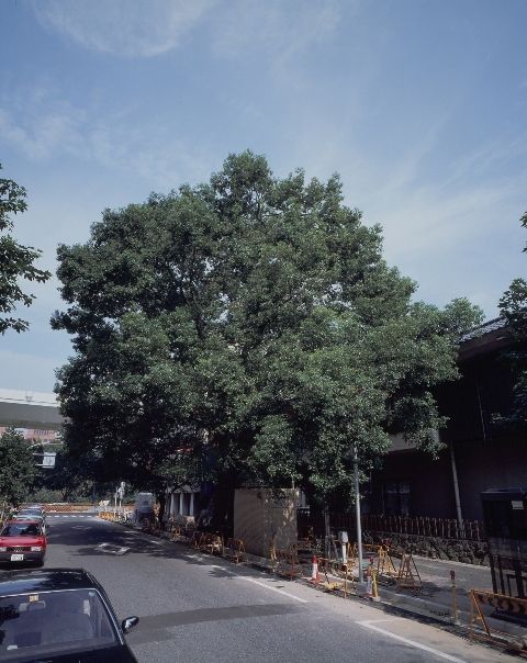 写真:長島町通のクスノキ
