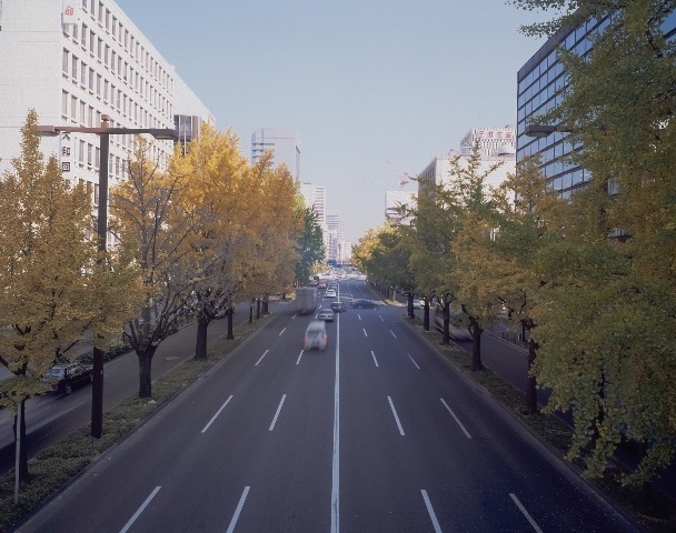 写真:桜通のイチョウ並木