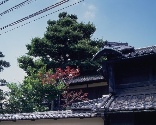 写真:有松のクロガネモチ