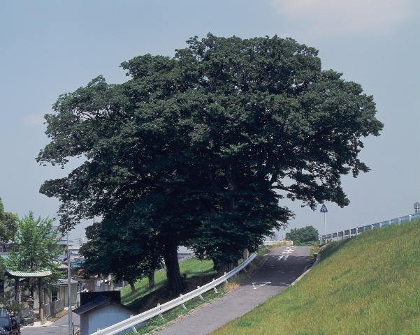 写真:星神社のムクノキ