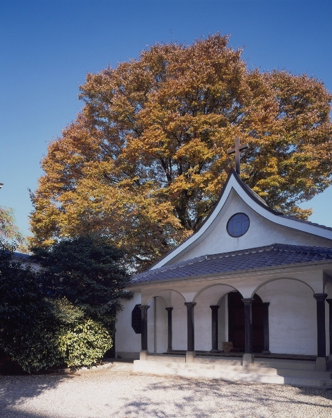 写真:カトリック教会のケヤキ