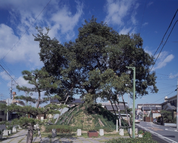 写真:一里塚のエノキ