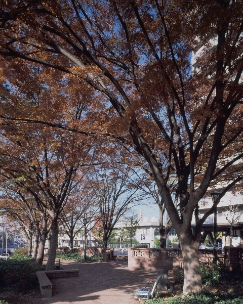 写真:花表東公園のケヤキ
