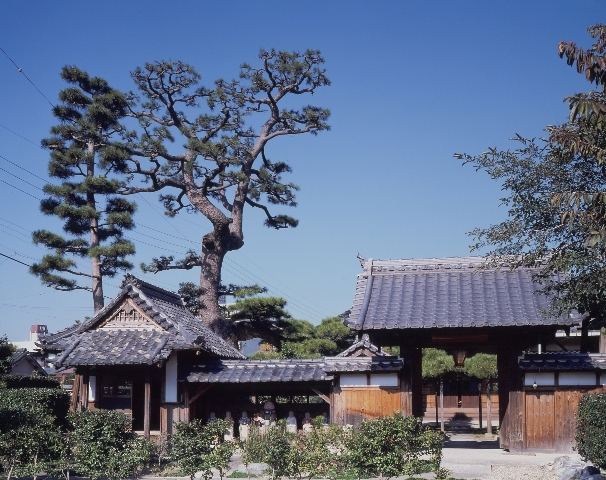 写真:空雲寺のクロマツ