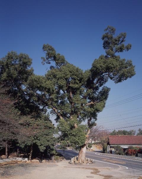 写真:古鳴海八幡社のクスノキ