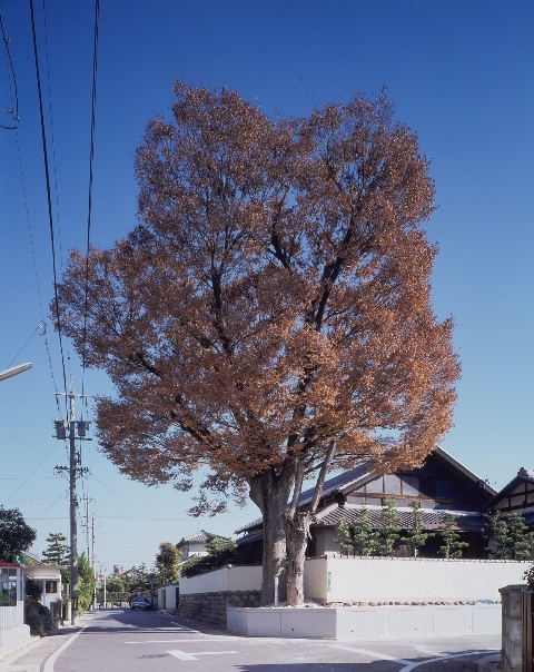 写真:助光のケヤキ