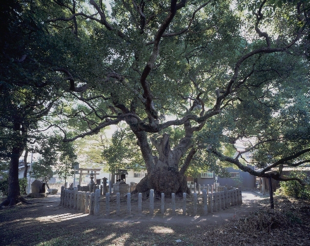 写真:村上社のクスノキ