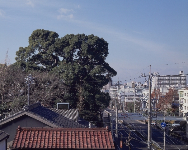 写真:田光八幡社のクスノキ