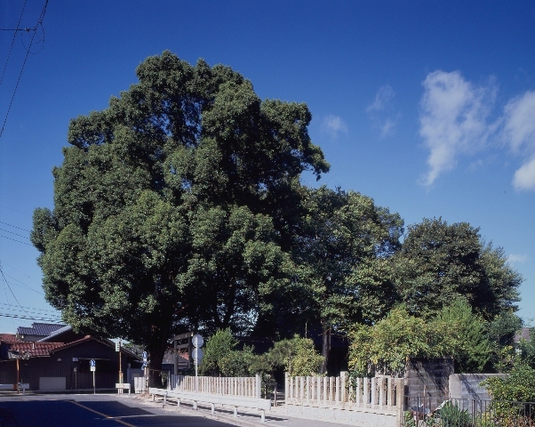 写真:白山神社のクスノキ