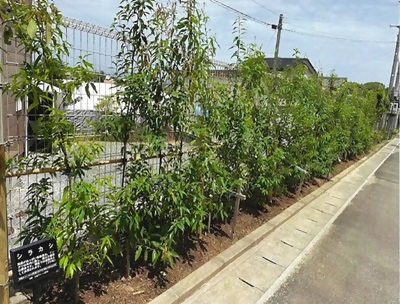 公益財団法人名銀グリーン財団の活動写真