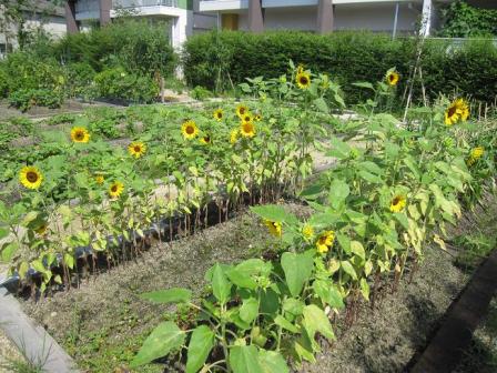 写真:共同菜園(ひまわり)