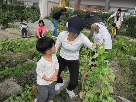 写真:共同菜園(芋ほり)