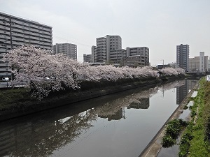 写真:新堀川