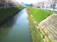 写真:植生(ヨシ)の芽生えた状況