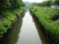 写真:植生(ヨシ)の繁茂状況