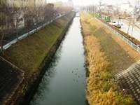 写真:植生(ヨシ)の枯れた状況