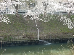 写真:金城橋上流における浅層地下水の利用