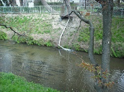 写真:黒川1号橋上流における浅層地下水の利用