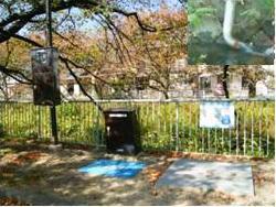 写真:猿投橋上流における浅層地下水の利用