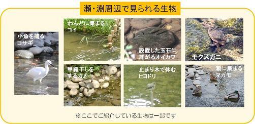 写真:瀬・淵周辺で見られる生物(コサギ、コイ、カメ、オイカワ、ヒヨドリ、モクズガニ、マガモ)