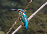 カワセミの写真