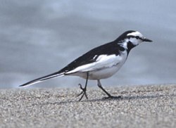 写真:ハクセキレイ